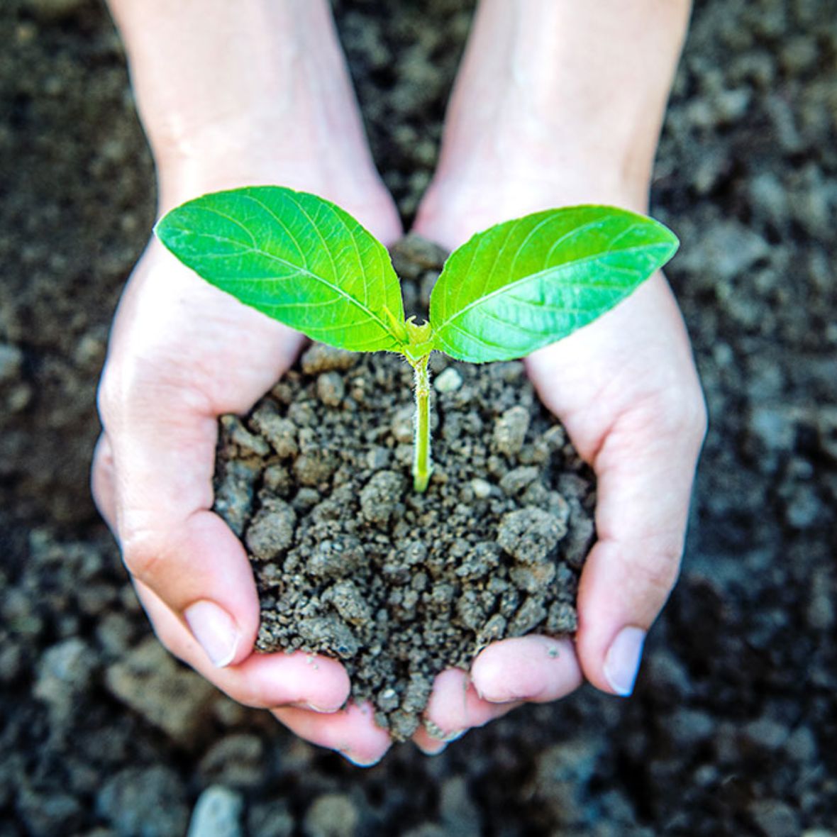 Imagen de manos sosteniendo un montículo de tierra con el brote de una planta.