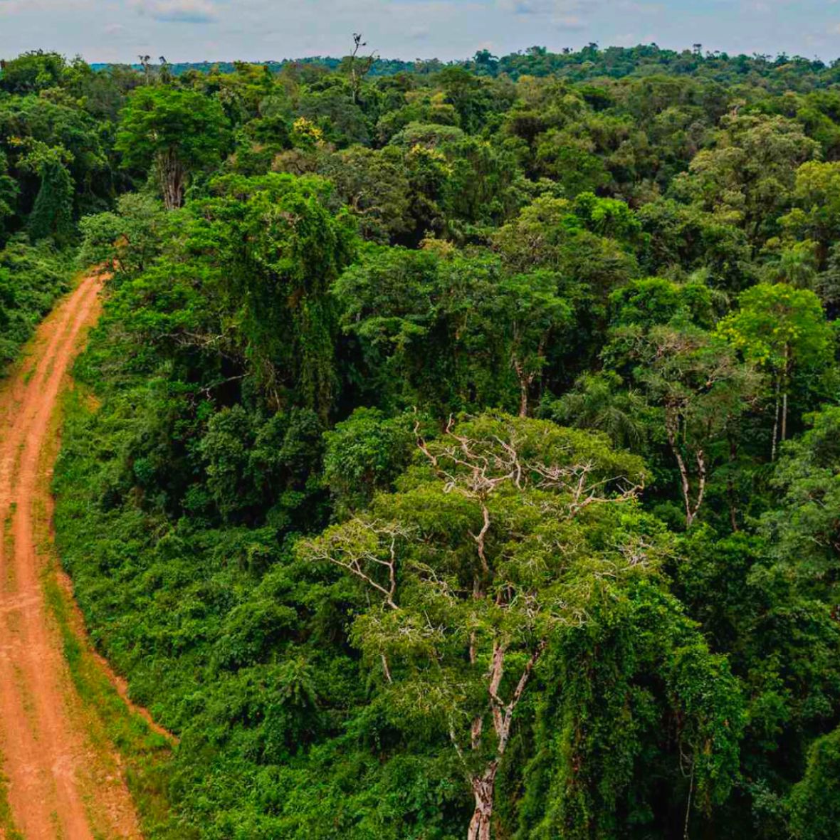 Misiones refuerza su vigilancia aérea para frenar la deforestación
