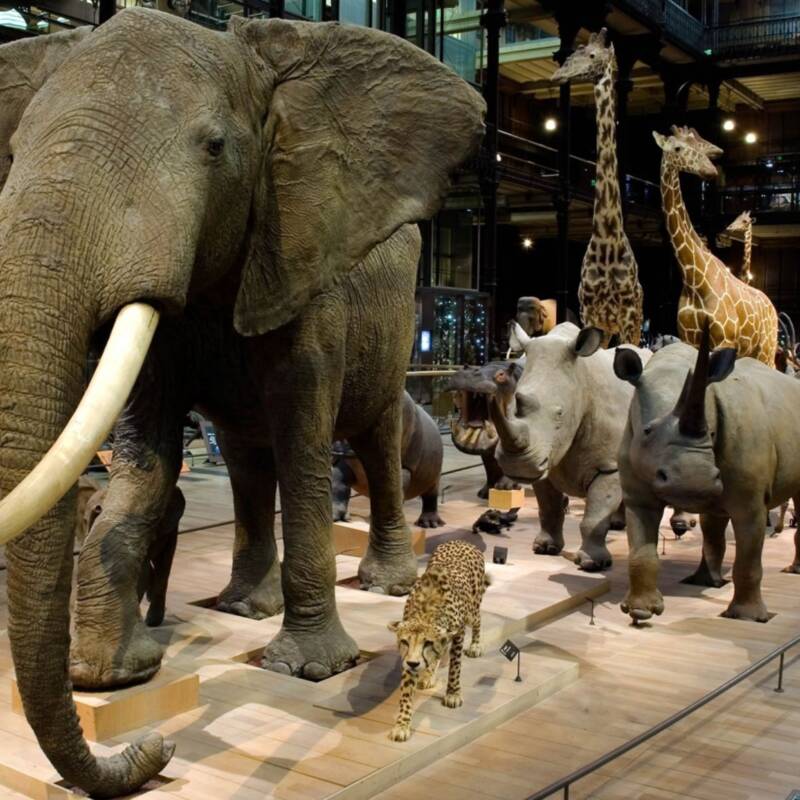 Cinco especies animales que volvieron de la extinción