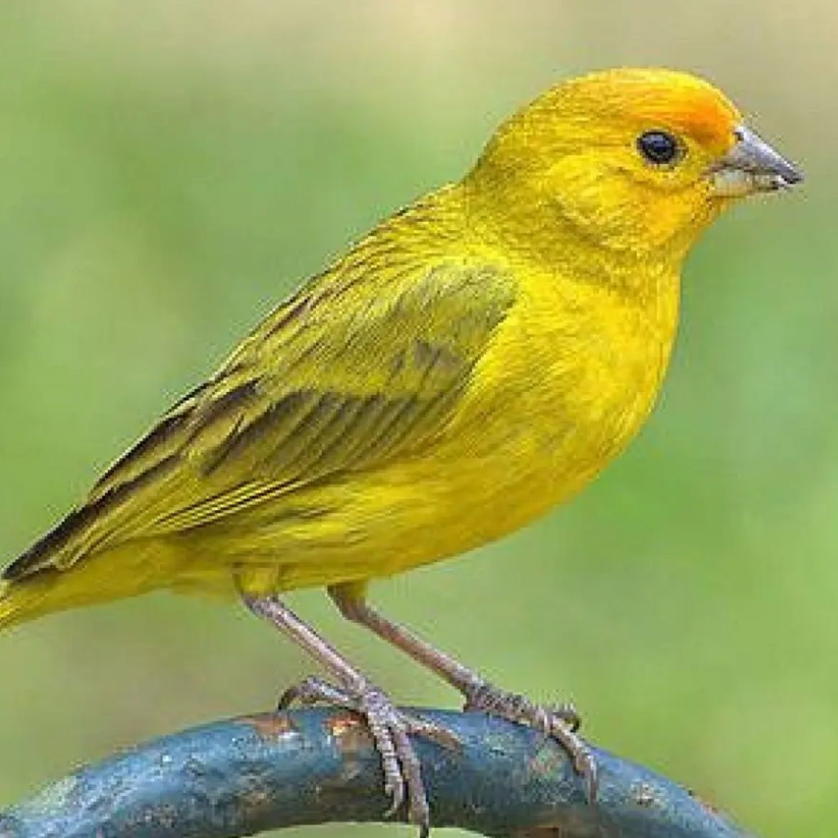 Canarios como sujetos de derechos