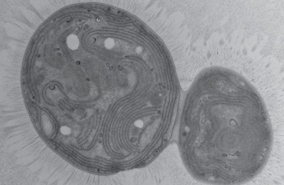 cinobacteria Chonkus