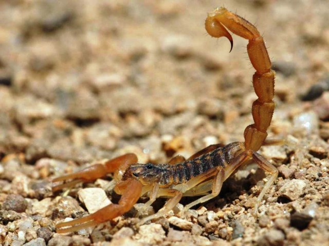 alacrán en las piedras