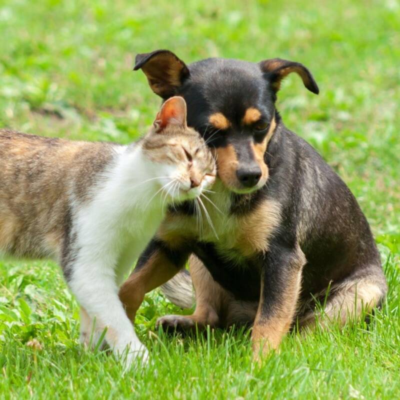 Imagen de un gato y un perro acariciándose.