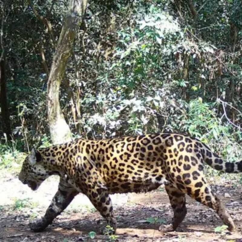 Alertan por una baja en la población de yaguaretés en la selva misionera argentina