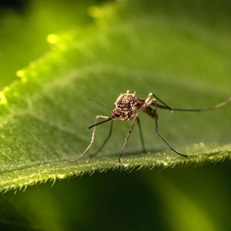 Argentinos encontraron un aliado natural para eliminar mosquitos