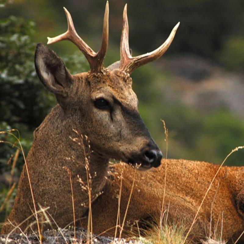 Avistaron un huemul en Neuquén tras casi 30 años