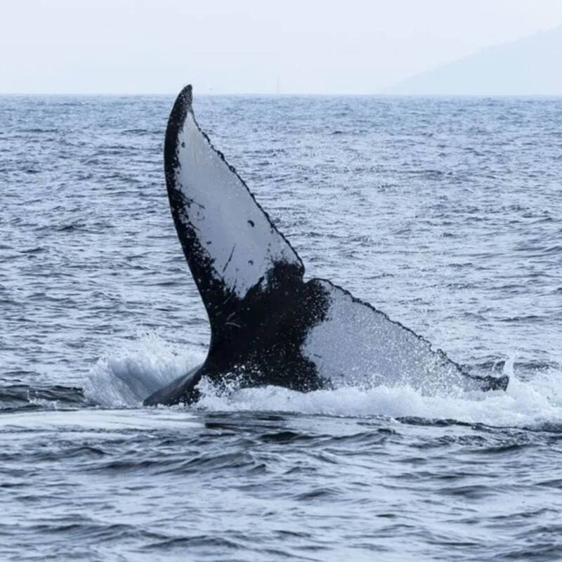 Brasil celebra el regreso masivo de ballenas jorobadas a sus costas