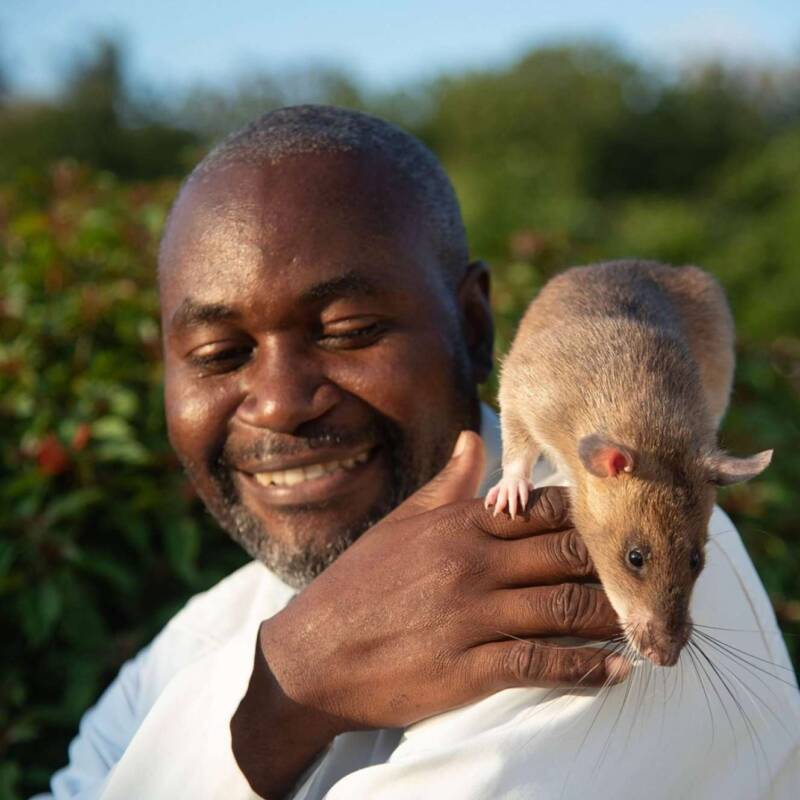 Carolina, la rata heroína, se jubila tras salvar miles de vidas con su olfato