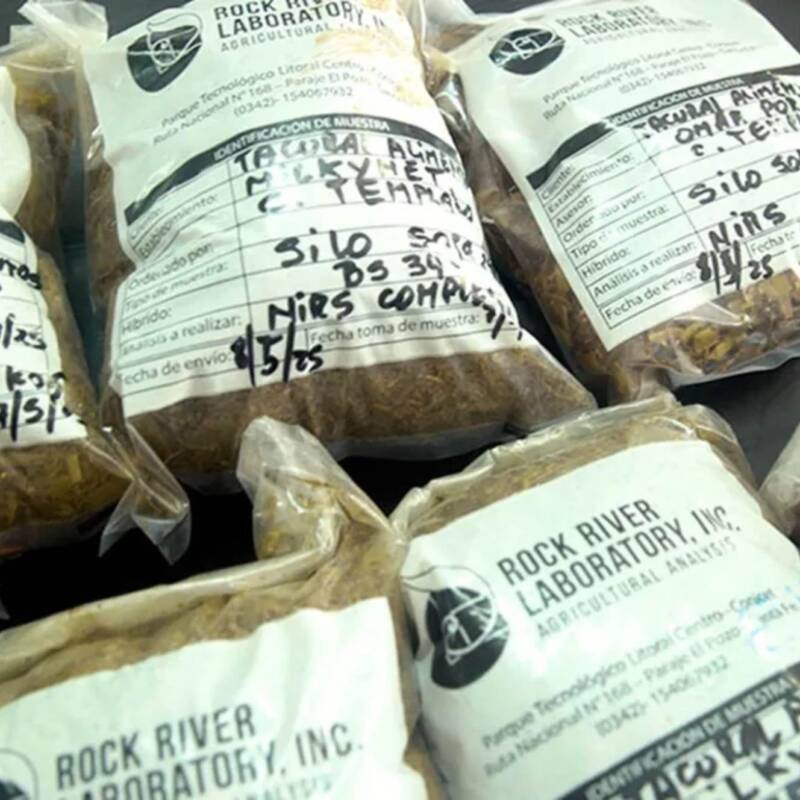 Científicos del CONICET desarrollan una técnica clave para evitar la muerte de vacas por sobredosis de antibióticos