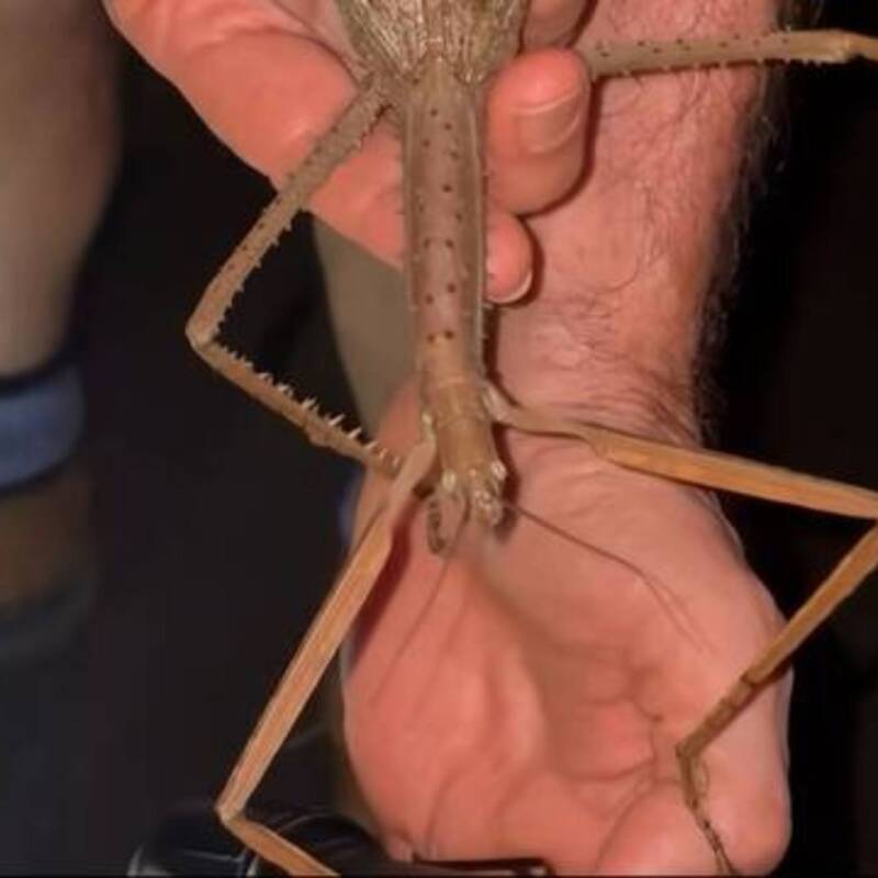 Científicos descubrieron el insecto más pesado de Australia