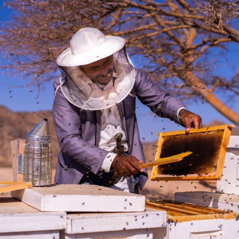 Cómo una tradición nómada salva a las abejas en Yemen