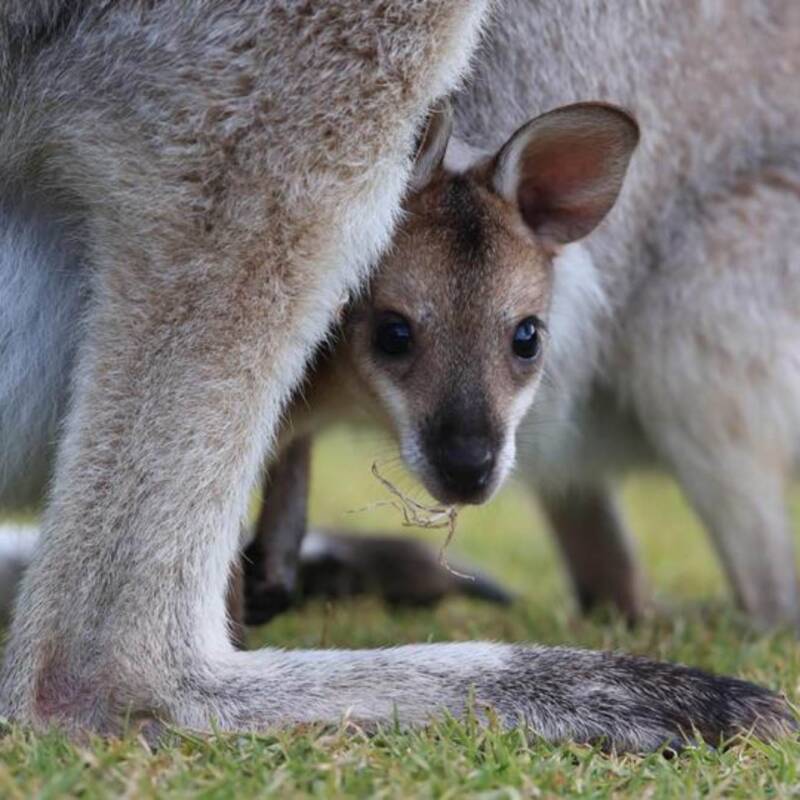 Crean el primer embrión de canguro "In Vitro"