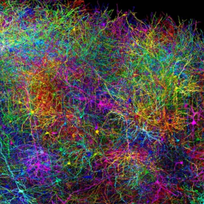 Crearon un mapa sin precedentes del cerebro