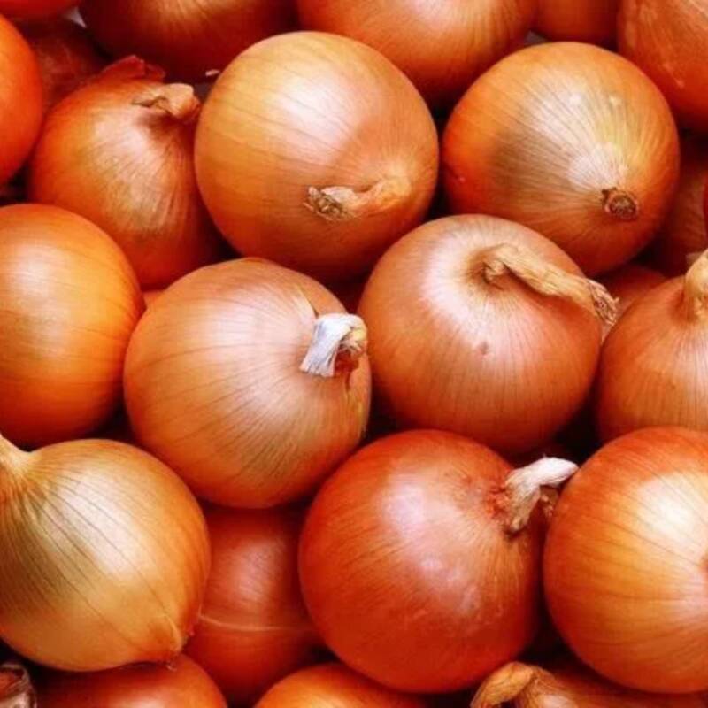 Crearon una cebolla que no hace llorar y tiene alto potencial exportador