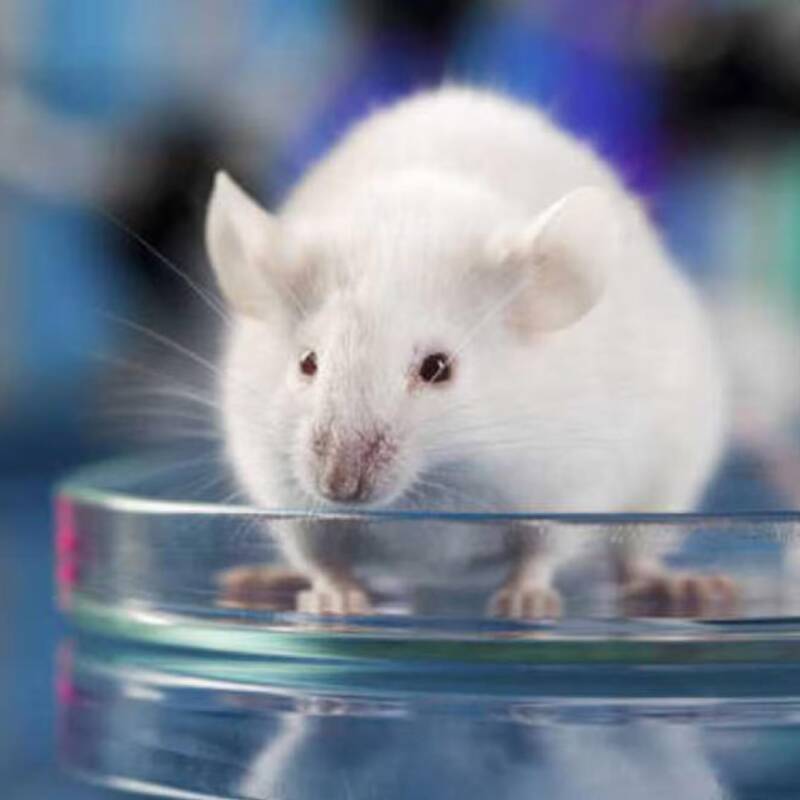 Dermatólogos revierten la calvicie en ratones con células madre