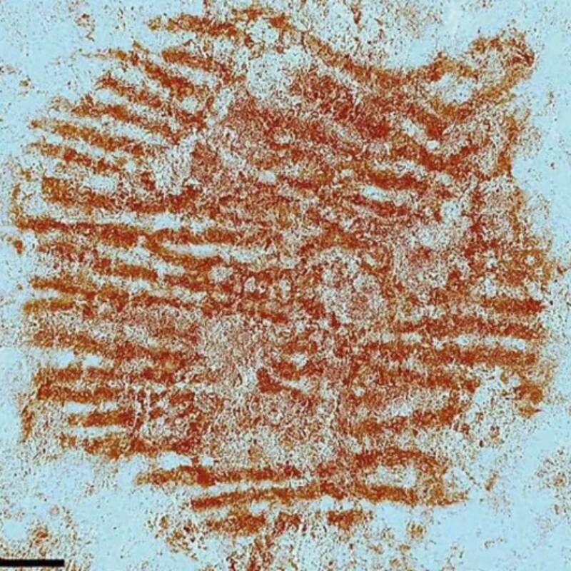 Descubren la huella dactilar humana más antigua del mundo