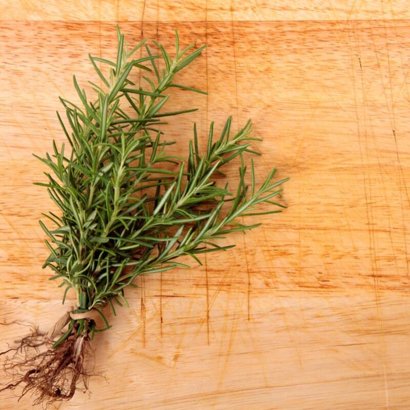 Descubrieron el potencial del romero para proteger cultivos