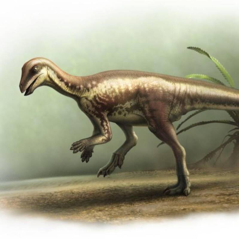 Descubrieron un dinosaurio del tamaño de un perro