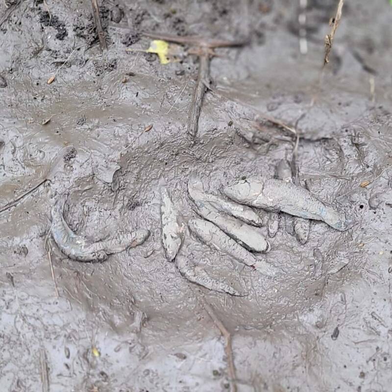 Descubrieron una nueva especie de pez en Argentina