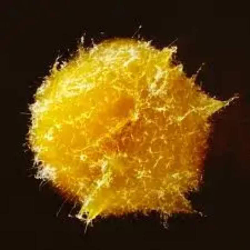 El hongo que “come” plástico y podría ayudar a limpiar los océanos