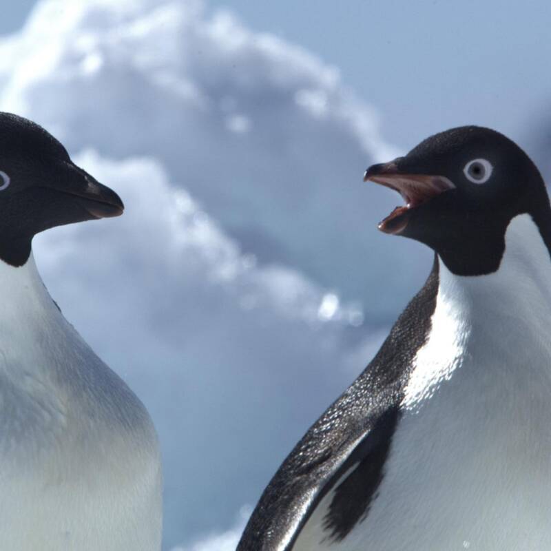 El papel de los pingüinos en la lucha contra el cambio climático