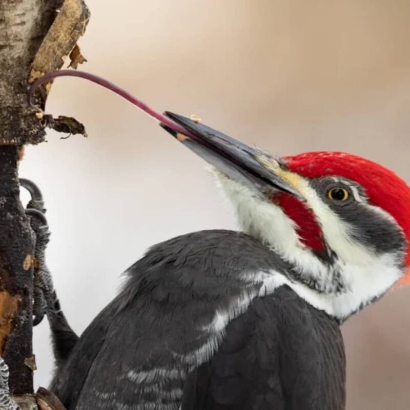El secreto del pájaro carpintero