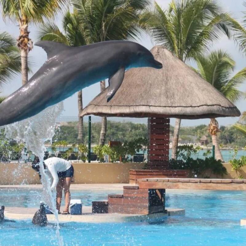 El Senado de México prohibió el uso de mamíferos marinos en espectáculos