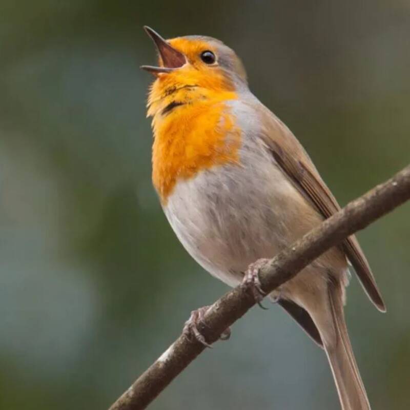 El sonido de la naturaleza beneficia la salud mental