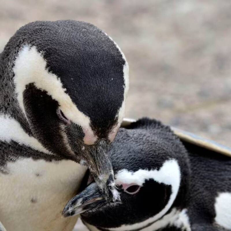 El truco inspirado en los pingüinos para fortalecer la conexión con tu pareja, según la psicología
