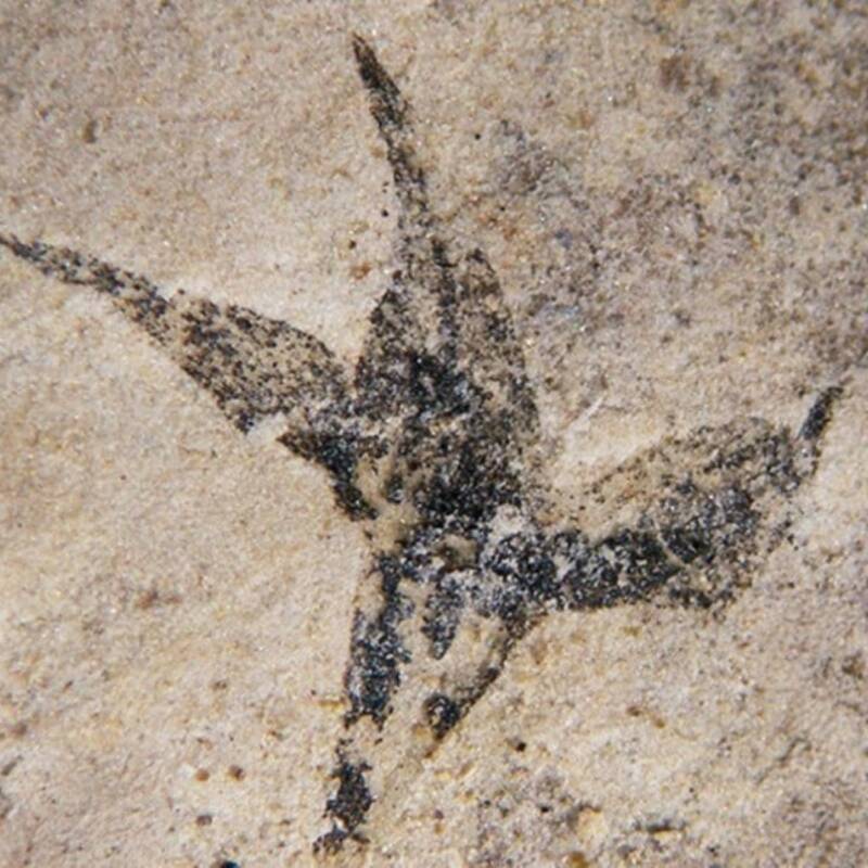 Encontraron la flor fósil más antigua de Argentina