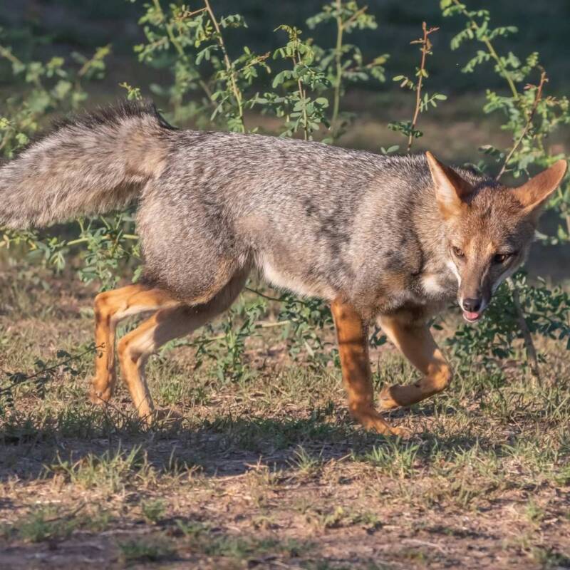 Imagen de zorro en un ambiente natural