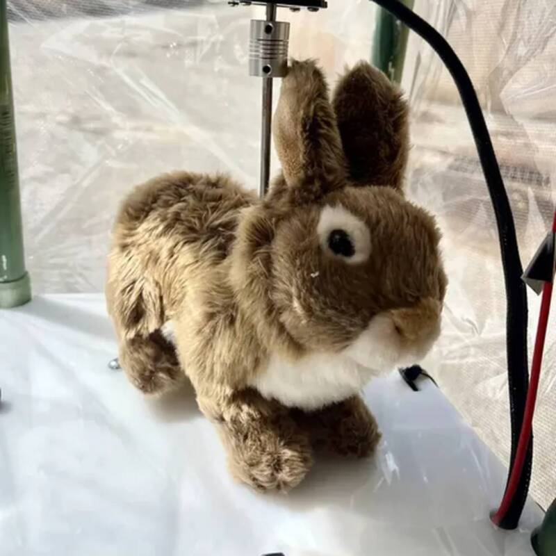 Florida combate la invasión de pitones con conejos robóticos