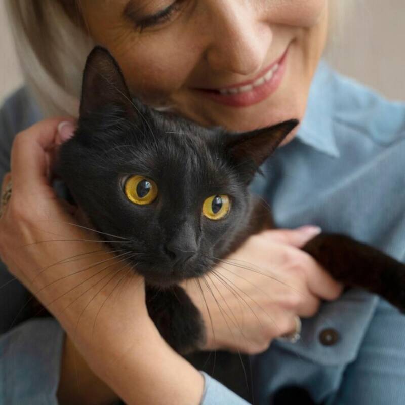 "Flow": La película del Oscar que cambió la suerte de los gatos negros