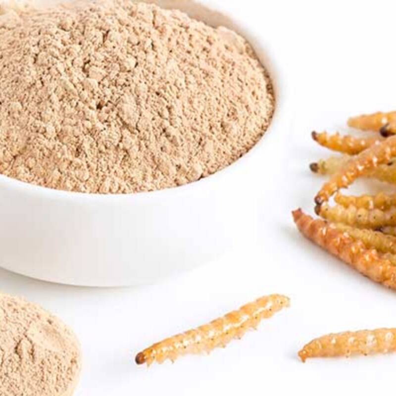 La UE aprueba la harina de gusano en alimentos