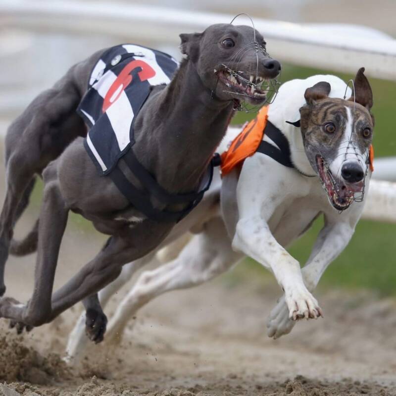 Gales prohibió las carreras de galgos