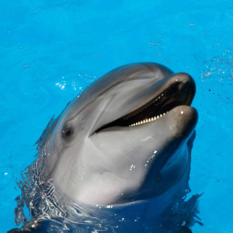 Google desarrolla una IA para comunicarse con delfines