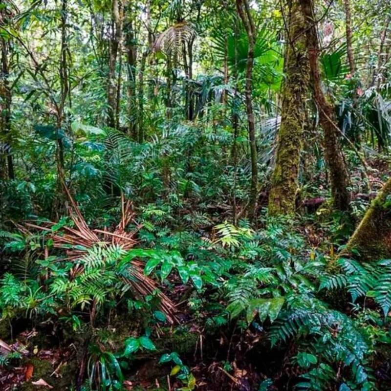 Impulsan un fondo internacional para frenar la deforestación global
