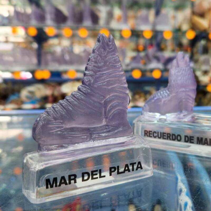 La magia detrás del lobo marino que cambia de color