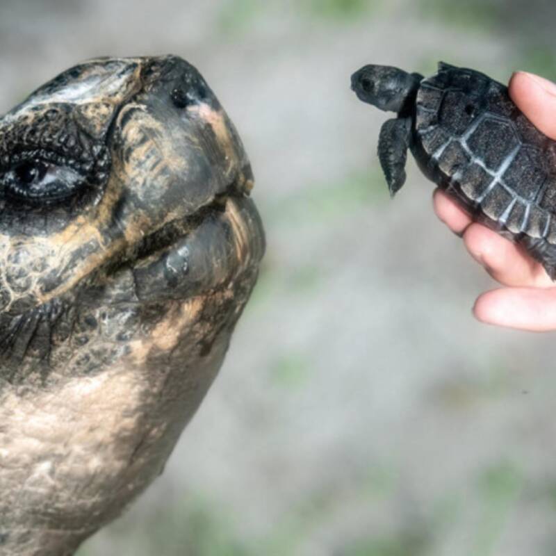 La tortuga más longeva del mundo fue papá a los 134 años