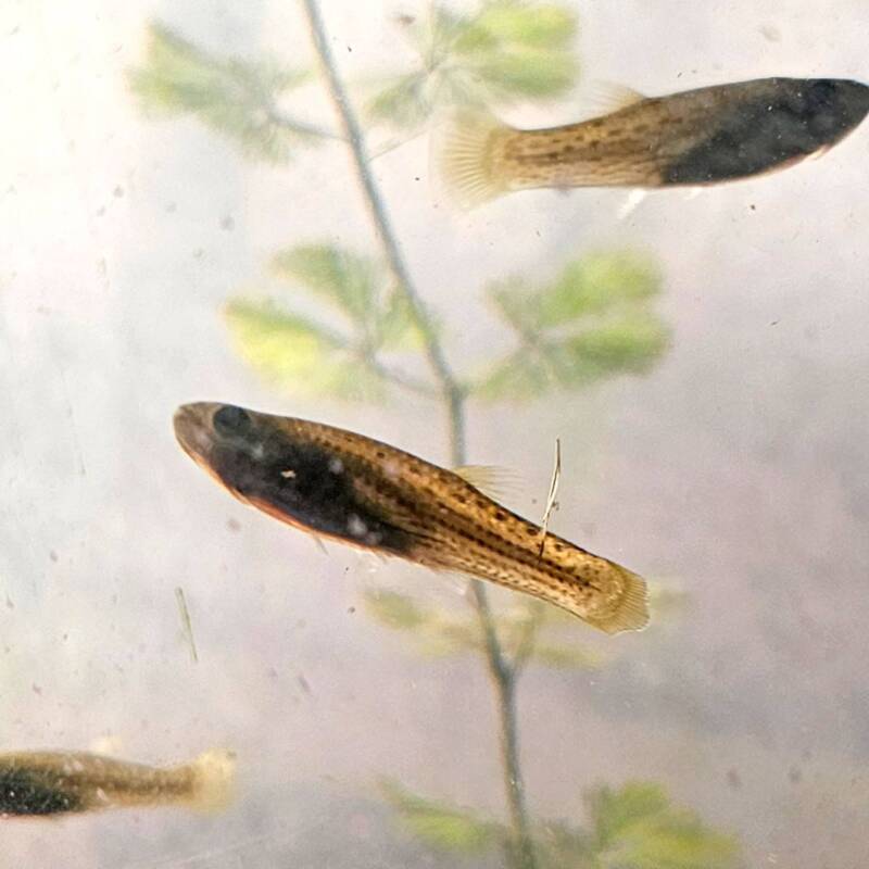 La UBA distribuye peces nativos gratis para combatir el dengue