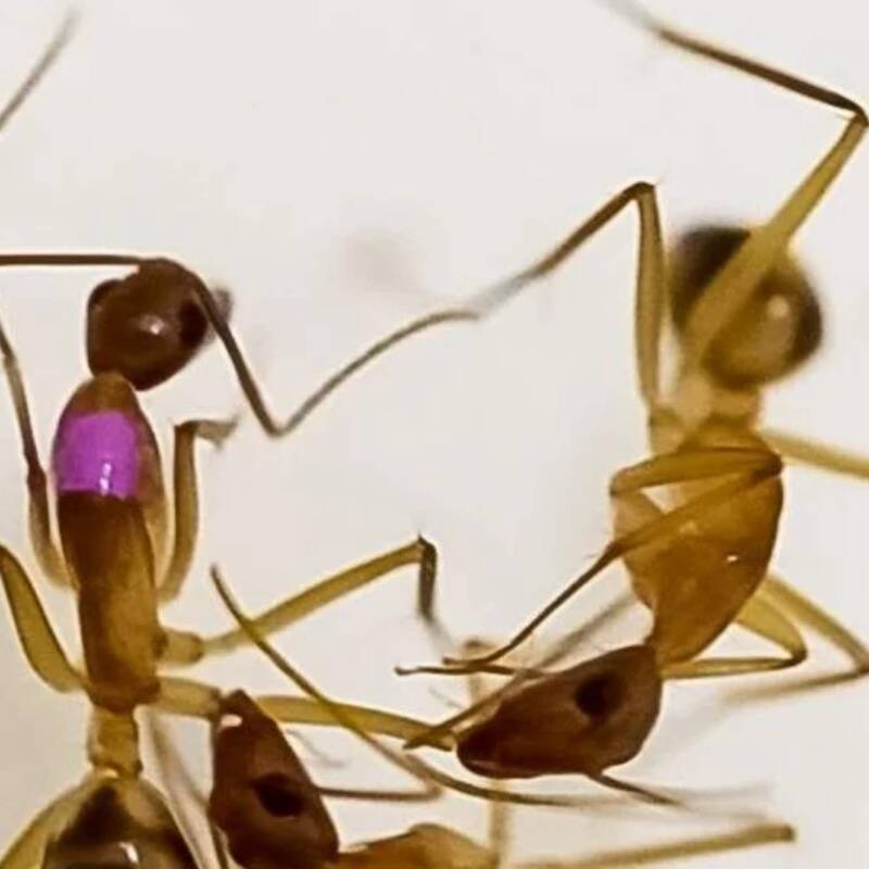 Las hormigas cirujanas que amputan para salvar vidas