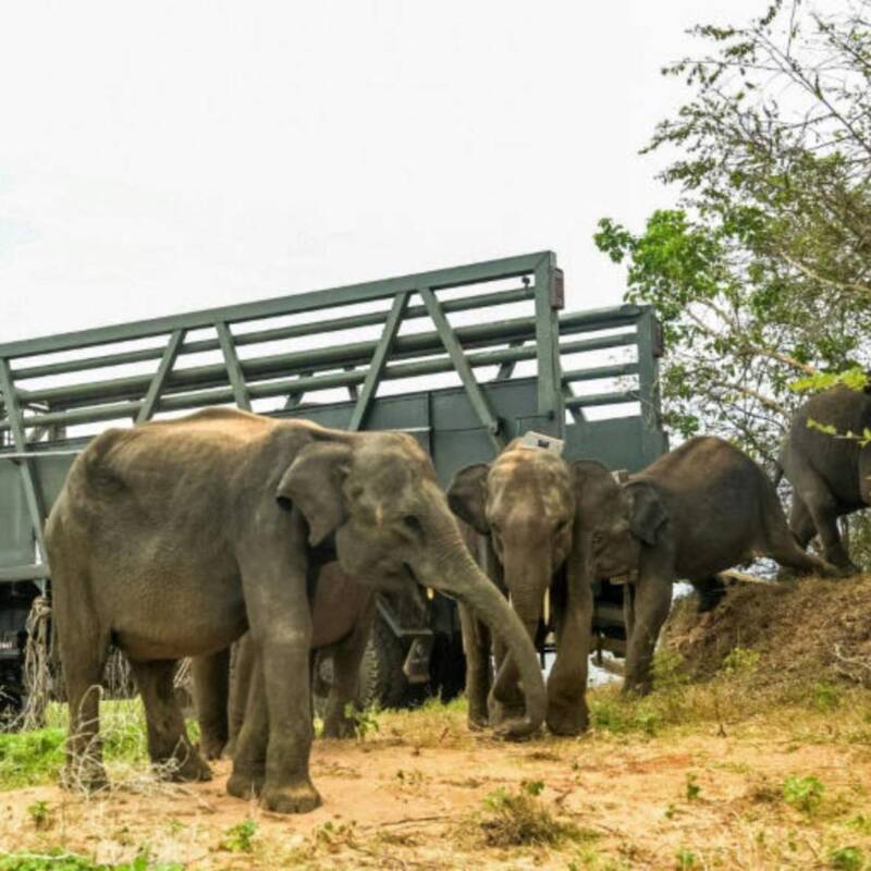 Liberaron a seis crías de elefantes huérfanas tras su rehabilitación