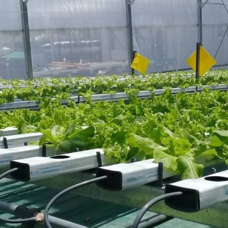 Llega a Argentina el segundo Congreso de Hidroponía