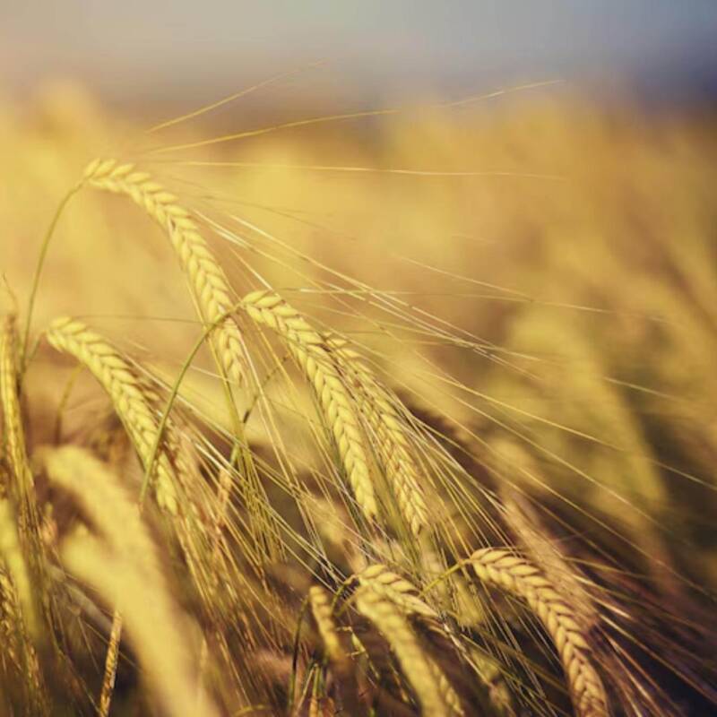 Los antiguos egipcios y sus sorprendentes pruebas naturales de embarazo