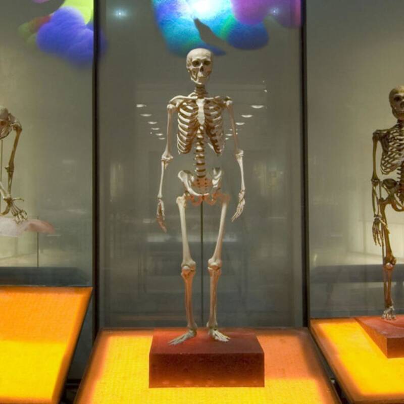 Los museos españoles retirarán los restos humanos de sus exposiciones