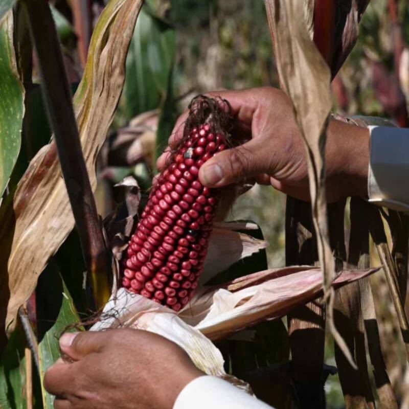 Milpa Maya: Un modelo agrícola milenario que nutre al mundo y protege el planeta