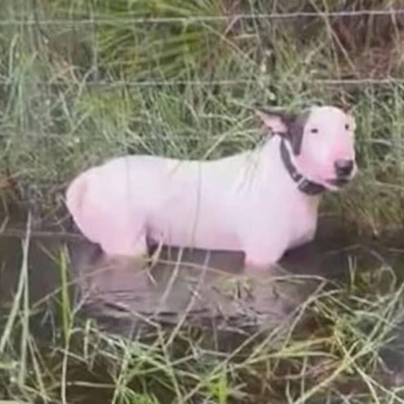 Nueva ley sobre el abandono de animales durante catástrofes naturales en Florida