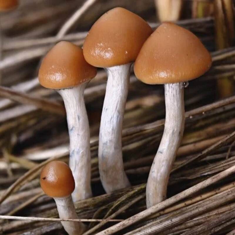 Nueva Zelanda autoriza el uso de “hongos mágicos” para tratar la depresión