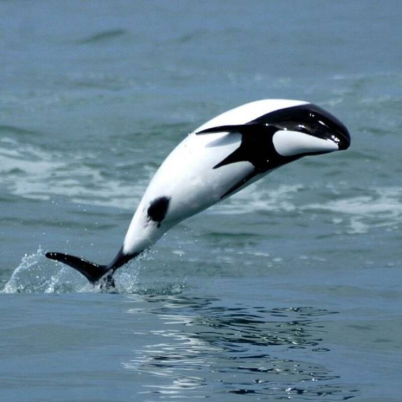 Provincia argentina declara a especies marinas como “Monumentos Naturales”