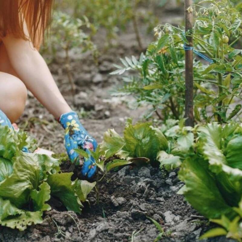 ¿Qué es la terapia hortícola y cuáles son sus principales beneficios?